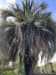 Butia capitata