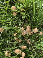 Coprinellus disseminatus