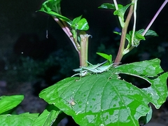 Atractomorpha lata