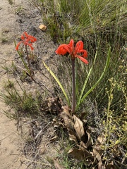 Cyrtanthus angustifolius