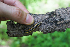 Asiomorpha coarctata