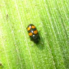 Glischrochilus grandis