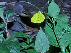 Eurema