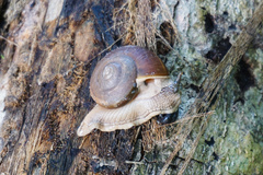 Hemiplecta distincta