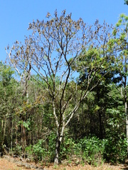 Centrolobium tomentosum