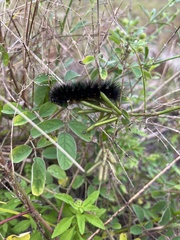 Spilosomina