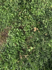 Coprinellus disseminatus