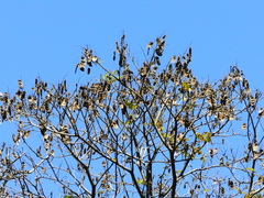 Centrolobium tomentosum