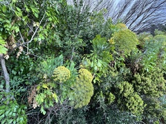 Notobubon galbanum