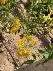 Tecoma stans