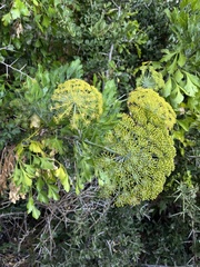 Notobubon galbanum