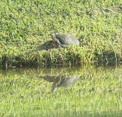 Pseudemys peninsularis