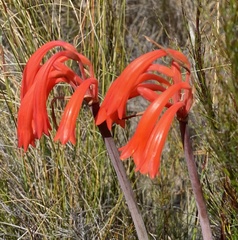Cyrtanthus angustifolius