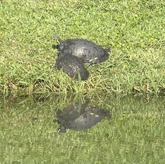 Pseudemys peninsularis