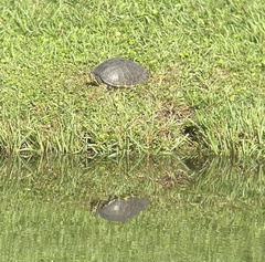 Pseudemys peninsularis