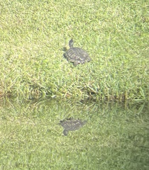 Pseudemys peninsularis