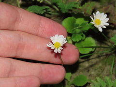 Bellis annua