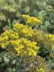 Senecio rigidus