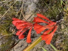Cyrtanthus angustifolius