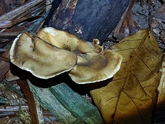 Pleurotus tuber-regium
