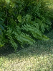 Nephrolepis exaltata