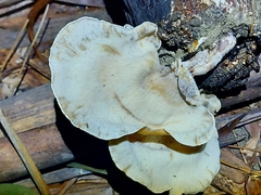Pleurotus tuber-regium