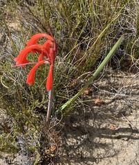 Cyrtanthus angustifolius