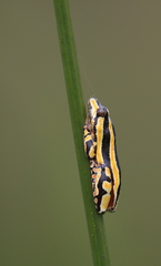 Hyperolius marmoratus taeniatus