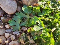 Ranunculus sceleratus