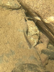 Cobitis paludica