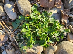 Ranunculus sceleratus