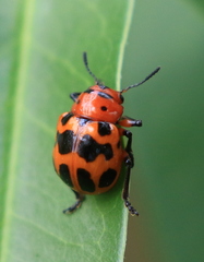 Euryope terminalis
