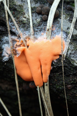 Dictydiaethalium plumbeum