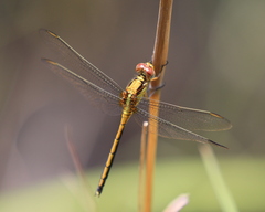 Orthetrum machadoi