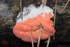 Dictydiaethalium plumbeum