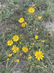 Heterotheca subaxillaris