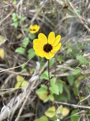 Helianthus atrorubens
