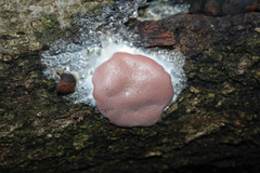 Dictydiaethalium plumbeum