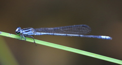 Pseudagrion kersteni