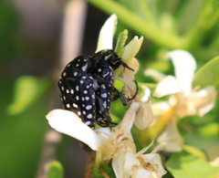 Oxythyrea testaceoguttata