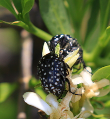 Oxythyrea testaceoguttata