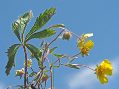 Potentilla heptaphylla