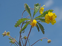Potentilla heptaphylla
