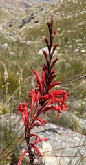 Watsonia angusta