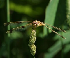 Libellula semifasciata