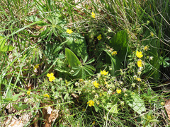 Potentilla heptaphylla