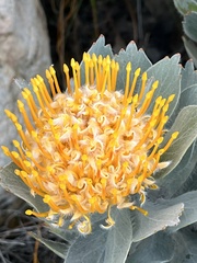 Leucospermum conocarpodendron conocarpodendron