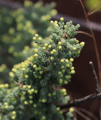 Asparagus suaveolens