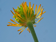 Ranunculus breyninus