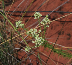Selago densiflora